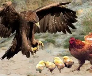 شاهکار حیات وحش / پاسخ هوسرانی عقاب مرغ دلیری بود که بال و پرش را چید