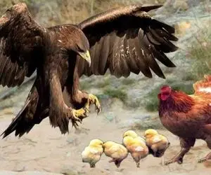 شاهکار حیات وحش / پاسخ هوسرانی عقاب مرغ دلیری بود که بال و پرش را چید