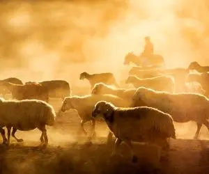 صنایع مدرن؛ با ربات چوپون گله گوسفندها رو میفرسته چراگاه از خونه چک میکنه 