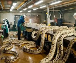 فرآوری مار؛ پیتون غول و با بیل کشت پوستشو جدا کرد گوشتشو اسلایس کرد برای کباب