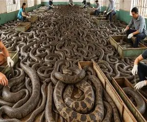 فرآوری مار؛ درآمد 60 هزار میلیارد دلاری از پوست مار شلاقی که میشه منسوجات چرم