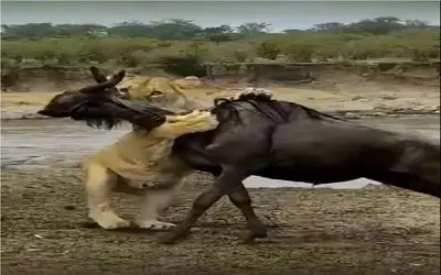 شاهکار حیات وحش؛ شیر فهمید طعمه اش بارداره دلش لرزید