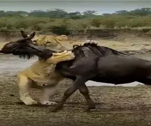 شاهکار حیات وحش؛ شیر فهمید طعمه اش بارداره دلش لرزید