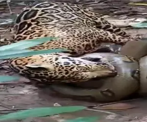 بر مدار وحش؛ پیتون غول دست پلنگ کرده تو حلقش فیلتیله اشو میپیچونه