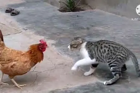 مستند حیات وحش؛ گربه فکر کرد مرغ موشه تحقیر شد