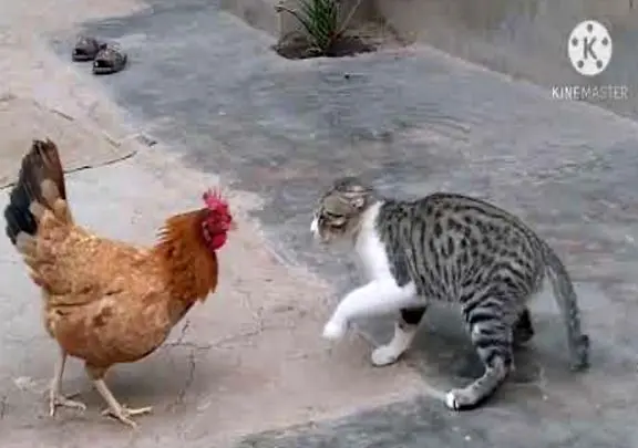 مستند حیات وحش؛ گربه فکر کرد مرغ موشه تحقیر شد