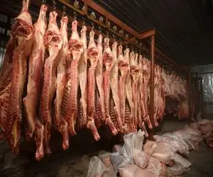 فرآوری گاو؛ گاوهای شیرده و بعد بهره کشی به صلابه میکشن تو کشتارگاه برش میدن