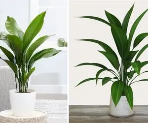 راهنمای نگهداری از گیاه برگ عبایی / با این ترفندا شادابی و رشد گیاهت تضمینه