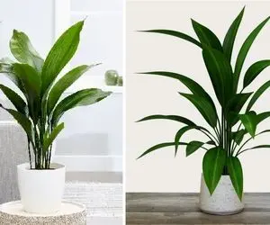 راهنمای نگهداری از گیاه برگ عبایی / با این ترفندا شادابی و رشد گیاهت تضمینه