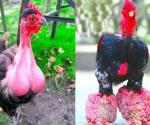 عجایب روزگار؛ ژن خوک و خروس ترکیب کردن تو تاریکخونه کاشتن خروس غول رشد کرد