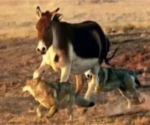 مستند حیات وحش/ الاغ بیچاره بین گرگ ها گیر کرد