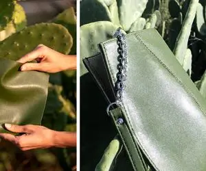 عجیب ولی باورکردنی؛ از کاکتوس با اون همه خار و تیغ کیف پول میسازن!تولید چرم از کاکتوس