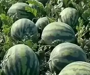 کشاورزی نوین؛ هندونه  گنده و آبدار عمل آووردن انقد رسیده که یه انگشت مالید بهش ترکید