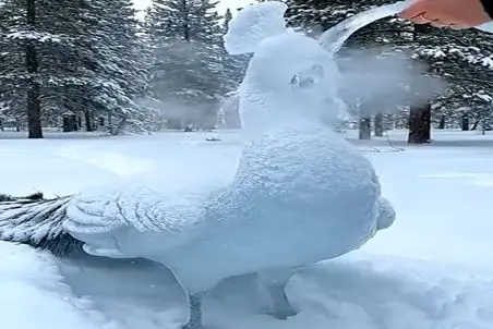 معماری طبیعت؛ طاووس تو برف یخ زده خشک شده ولی زیرش زنده اس آب جوش ریختن روش دوید