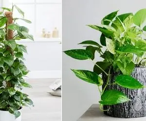 چرا برگ های پتوس زرد میشن؟ واسه زرد شدن برگ هاش غصه نخور درمان قطعیش اینجاست