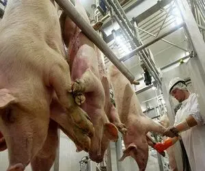 فرآوری خوک؛ خوک حرومی انقد قلمبه صورتی شد برد کارواش ریش بشه واسه الویه ژامبون شدن