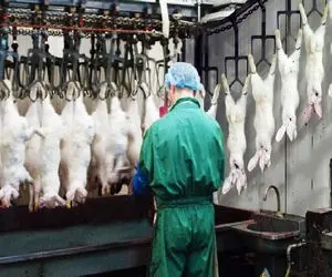 فرآوری خرگوش؛ مثل موز پوست خرگوش میکنن ازش گوشت چرخ کرده درست میکنن