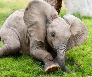 بامزه های حیات وحش/ فیل های کوچولو انقدر بامزه خودشون رو برای مادرشون لوس میکنند 