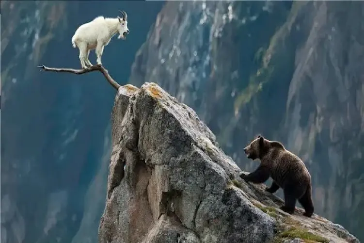 مستند حیات وحش؛ جاذبه به ریش حیوونا میخنده