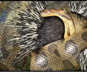 از جذابیت‌های حیات وحش؛ پیتون کله خر خارپشت رو میبلعه مثل آبکش ازش آب میچکه