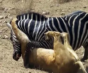 از جذابیت‌های حیات وحش؛ 5 تا شیر باهم حریف یه گورخر زپرتی نمیشن 