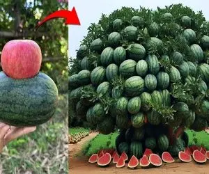 کشاورزی نوین؛ هندونه رو سوراخ کردن سیب کاشتن توش درخت ترکیبی ساختن سیب و هندونه میده