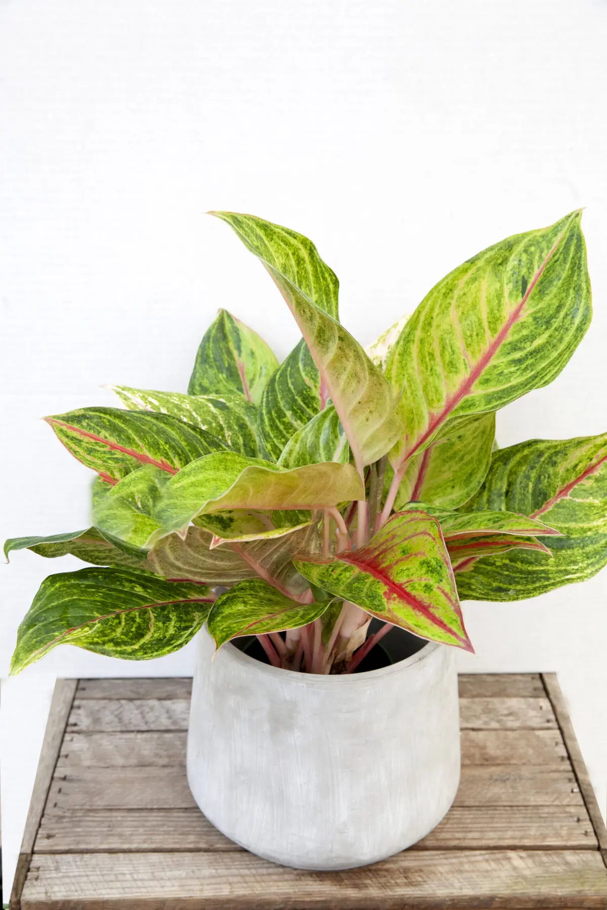 Aglaonema-6