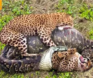 جذابیت حیات وحش / پیتونی که جسارت به بلع پلنگ کرد تاوانش را با گوشتش داد