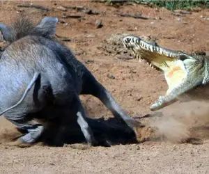 نبرد حیات وحش/ یورش تمساح مخوف به سمت گراز /سرعت فرار گراز عجیب غریبه