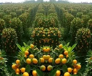 کشاورزی نوین؛ مزرعه پرتقال زدن انقد گنده و حجیمن درختو خم کردن چلوندنی ۱ لیتر آب میدن