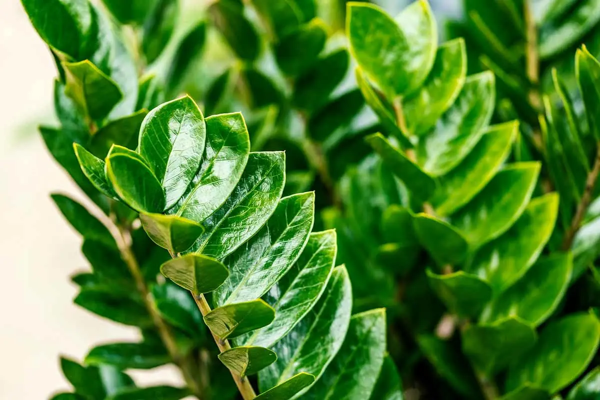 ZZ-Plant-Foliage-Close-Up-Hero