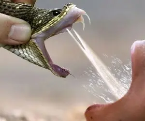 آن روی طبیعت وحشی؛ اثر هولناک زهرمار بر خون طی چند ثانیه خون رو تبدیل میکنه به ژله