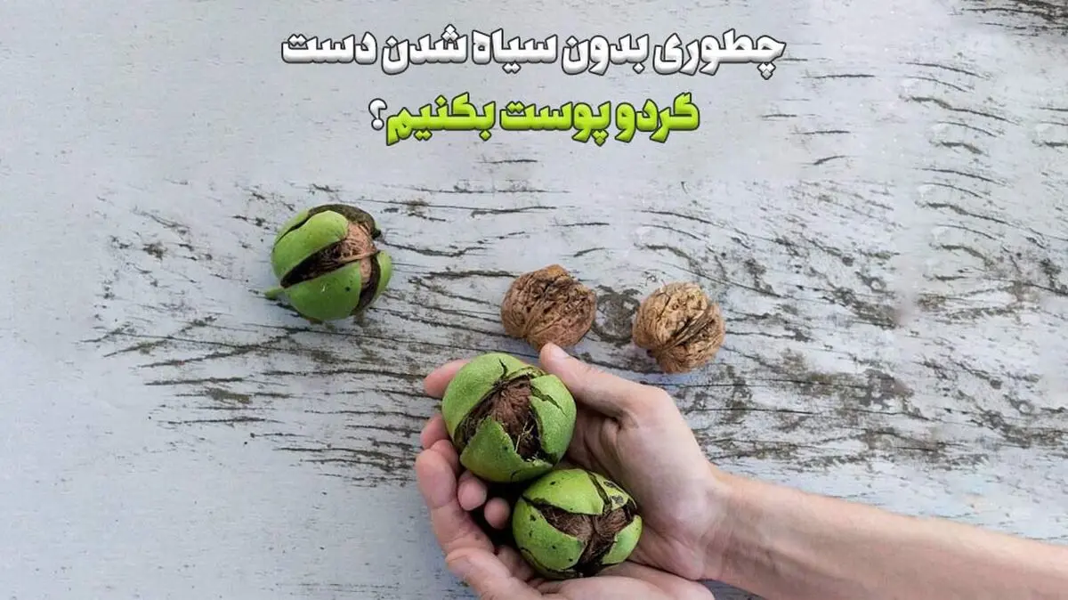 گردو-شکستن-بدون-سیاه-شدن-دست-1
