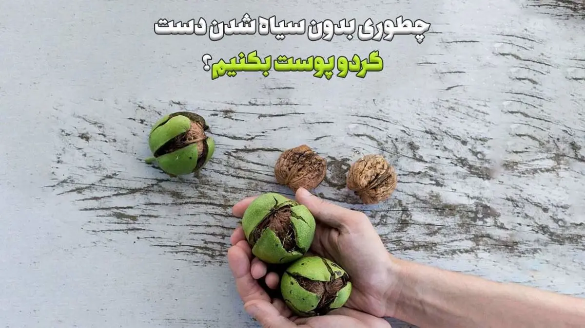 گردو-شکستن-بدون-سیاه-شدن-دست-1