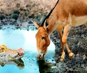 شاهکار حیات وحش / نه شیر، نه پلنگ... این بار الاغ قهرمان رودخانه شد!