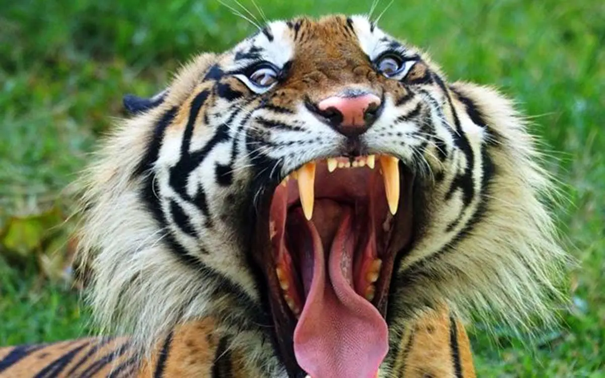 0_Sumatran-Tiger-screaming-and-showing-teeth