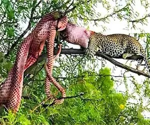 بدایع حیات وحش / مار زهرشو برای توله نگه داشته بود با پنجه پلنگ سفره‌ شد