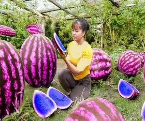 کشاورزی نوین؛ با تجهیزات به روز هندوانه صورتی با طعم بلوبری پرورش مدن