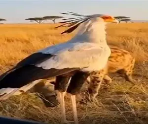 بر مدار وحش؛ پرنده دراز کفتار ناک‌ اوت کرد