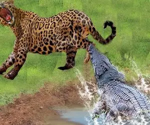 از جذابیت های حیات وحش؛ پلنگ سفاک بچه تمساح جوید کروکودیل هم واسه تقاص پاشو از جا کند