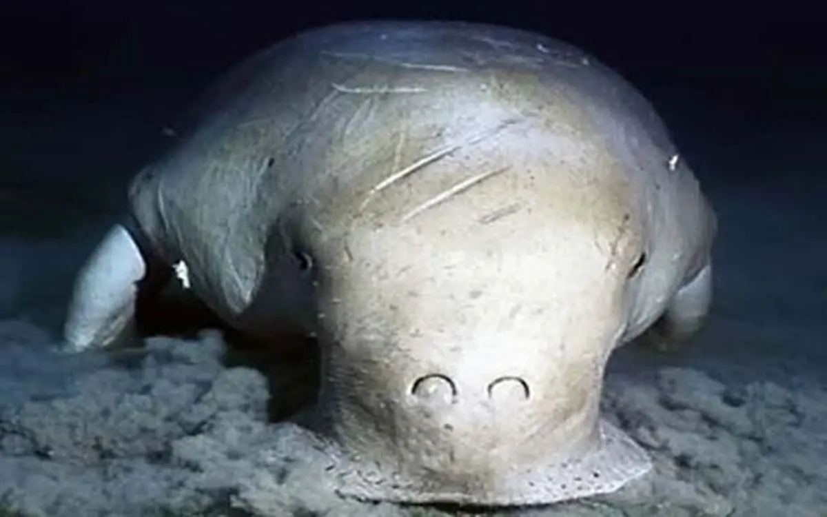 strange-animals-you-didnt-know-25