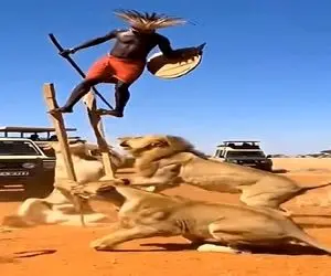 معماری طبیعت؛ شیرها کارمندای عزرائیلن ولی آقاهه زرنگه