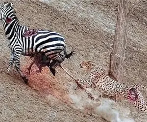 مستند حیات وحش؛ افسانه ها میگویند خر راه راه هنوز با بدن تیکه پاره درحال فراره