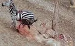 مستند حیات وحش؛ افسانه ها میگویند خر راه راه هنوز با بدن تیکه پاره درحال فراره