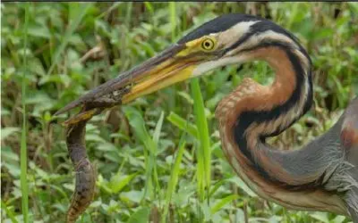 مستند حیات وحش؛ پرنده نوک درازشو میکنه وسط زندگی مارماهی فناش بده