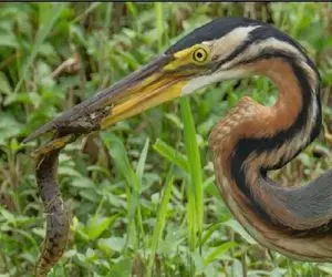 مستند حیات وحش؛ پرنده نوک درازشو میکنه وسط زندگی مارماهی فناش بده