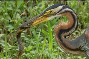 مستند حیات وحش؛ پرنده نوک درازشو میکنه وسط زندگی مارماهی فناش بده