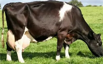 گاوهای باورنکردنی؛ گاو انقدر شیرش زیاده قر و قمزه کنون راه میره