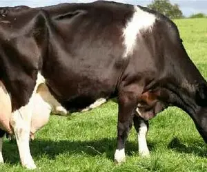 گاوهای باورنکردنی؛ گاو انقدر شیرش زیاده قر و قمزه کنون راه میره