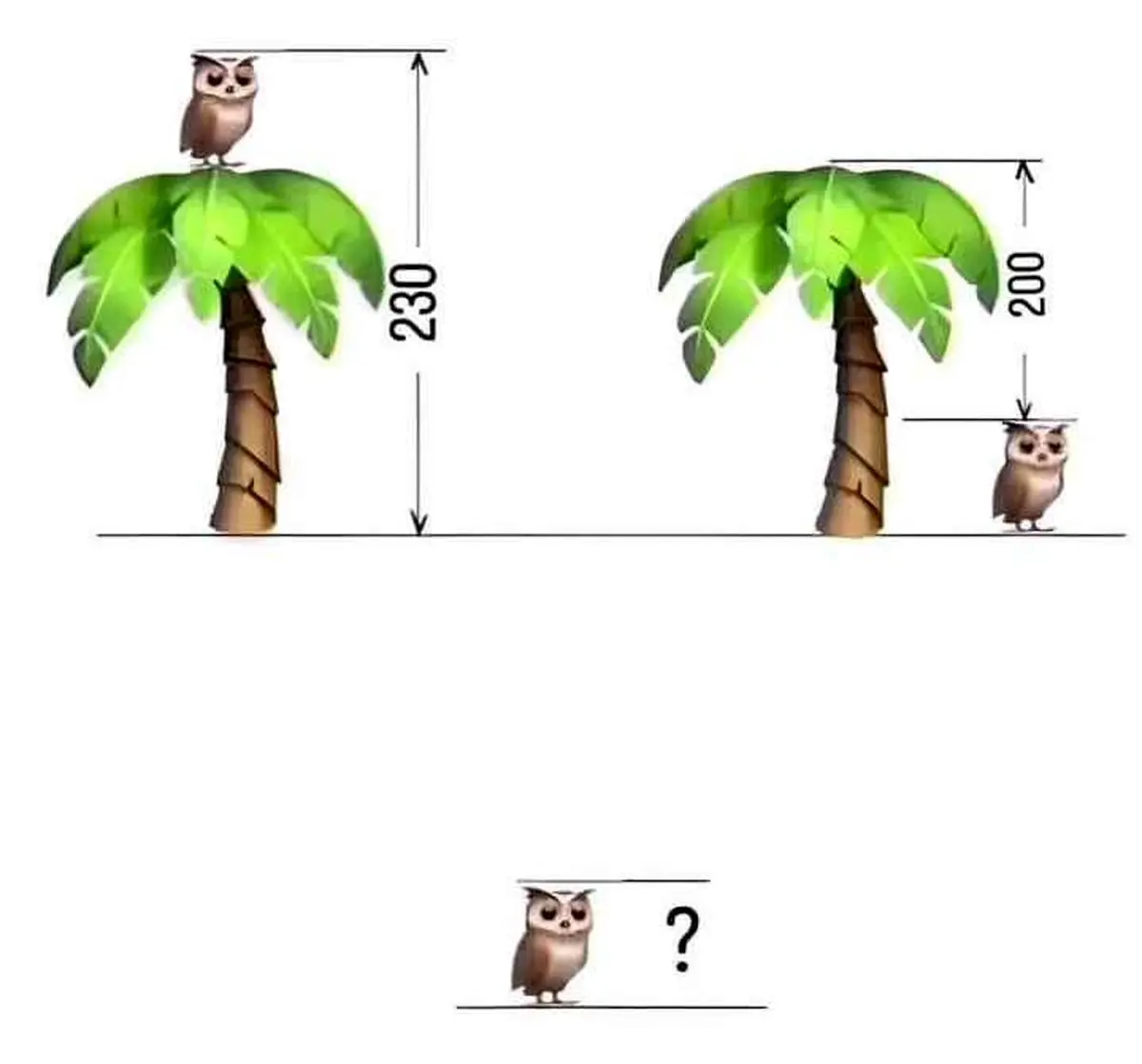 find the height of owl and tree